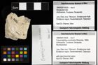 Foto (Objekt + Etiketten) von Cracensigillatus acutirostris (Moericke, 1889) 